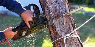 Best Tree Preservation Services  in Pawcatuck, CT