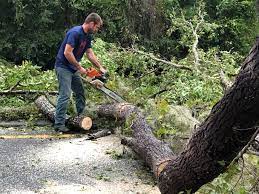 Pawcatuck, CT Tree Care Company