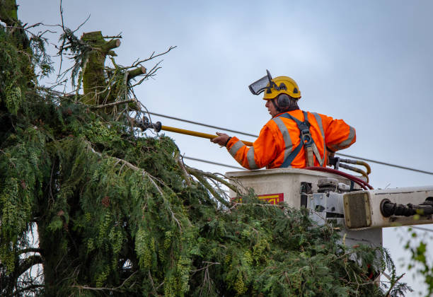 How Our Tree Care Process Works  in  Pawcatuck, CT