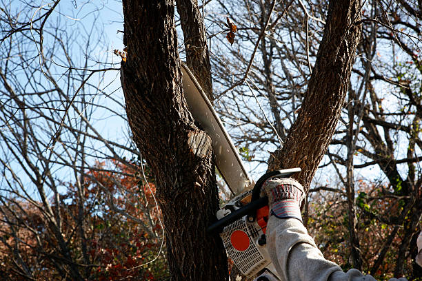 Trusted Pawcatuck, CT Tree Care Experts