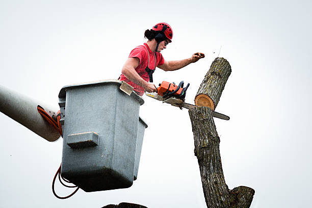 Best Tree Mulching  in Pawcatuck, CT