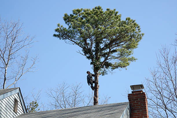 Best Tree Maintenance Programs  in Pawcatuck, CT