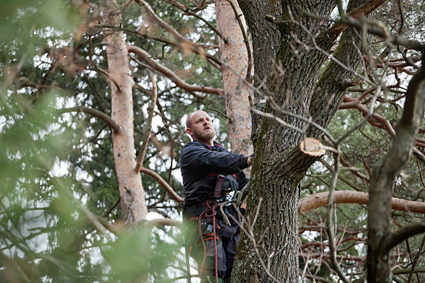 Tree and Shrub Care in Pawcatuck, CT