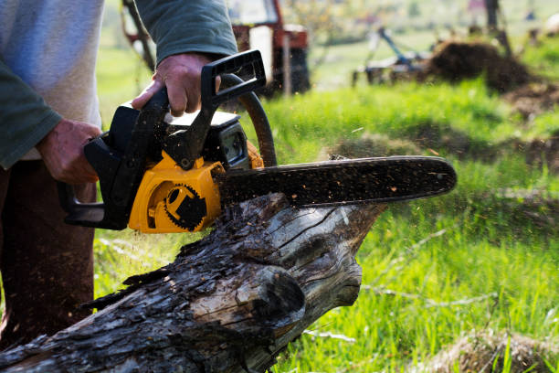 Best Tree Risk Assessment  in Pawcatuck, CT