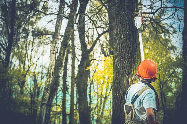 Best Tree Cabling and Bracing  in Pawcatuck, CT