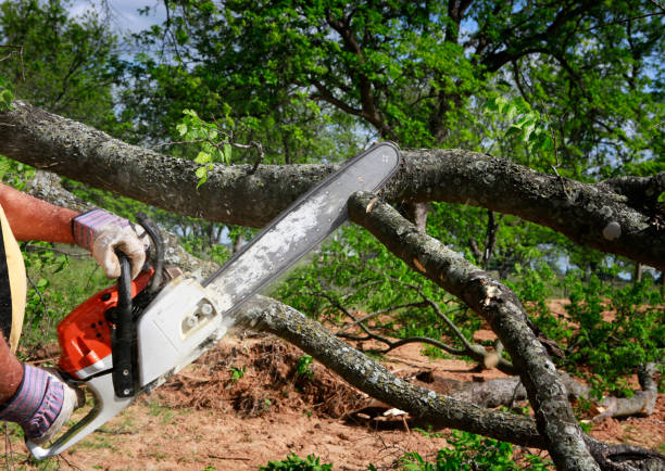 Best Commercial Tree Services  in Pawcatuck, CT